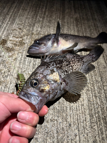 クロソイの釣果