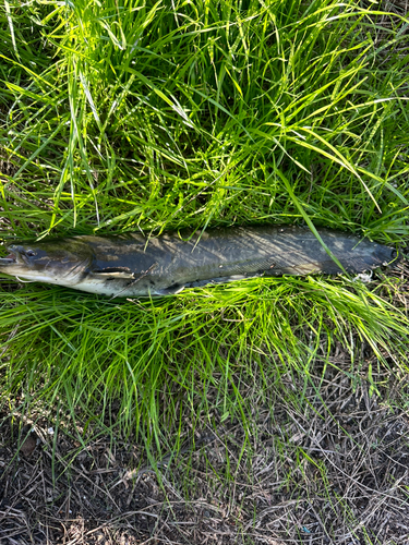 ナマズの釣果