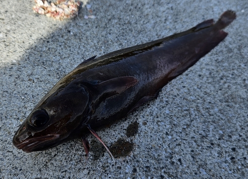 エゾイソアイナメの釣果