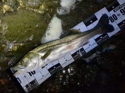 スズキの釣果