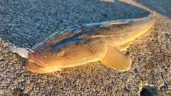 マゴチの釣果