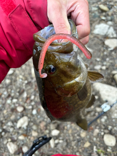 スモールマウスバスの釣果