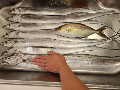 タチウオの釣果