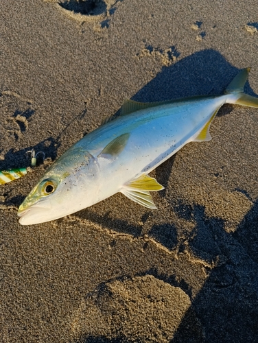 イナダの釣果