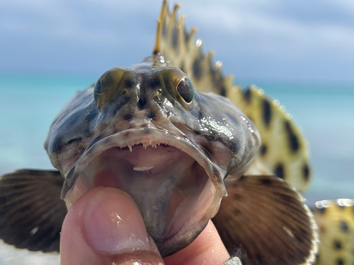 キビレハタの釣果