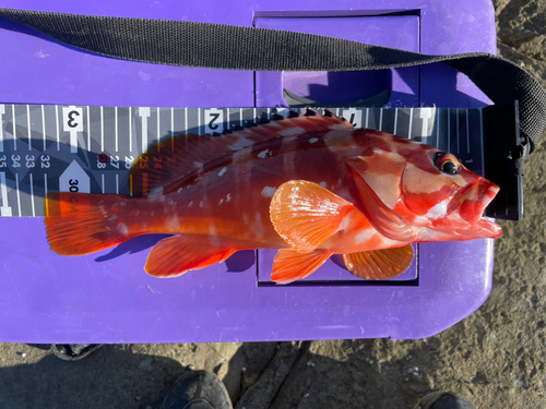 アカハタの釣果