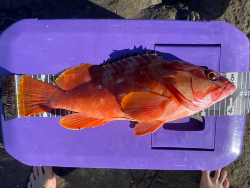 アカハタの釣果