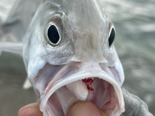 ギンガメアジの釣果