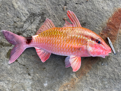 ホウライヒメジの釣果