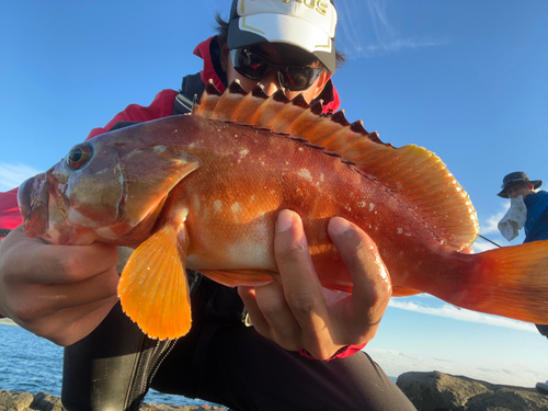 アカハタの釣果