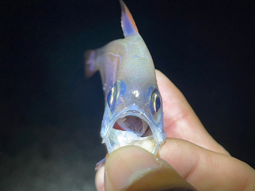 ミナミハタンポの釣果