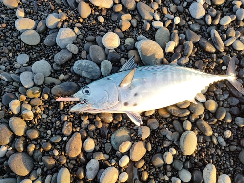 スマガツオの釣果