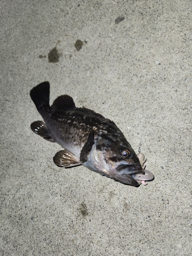 クロソイの釣果