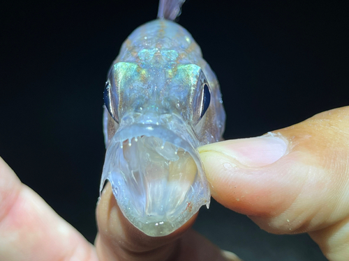 リュウキュウヤライイシモチの釣果