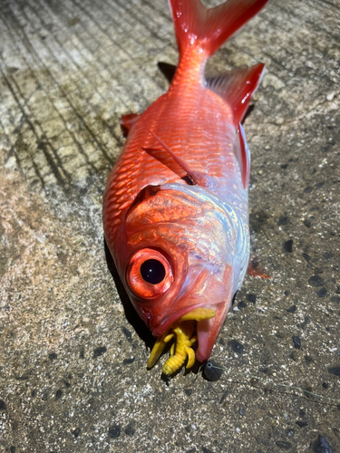 アイナメの釣果