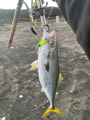 イナダの釣果