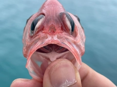 ナミマツカサの釣果