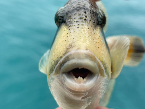 ゴマモンガラの釣果