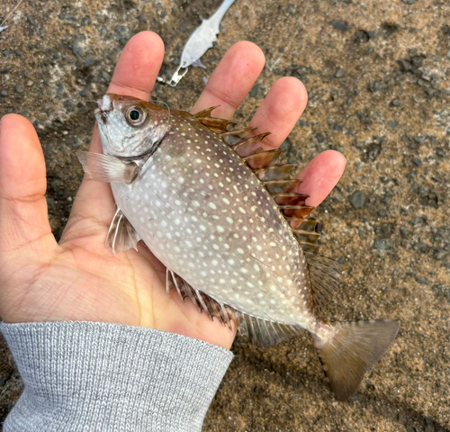 アイゴの釣果