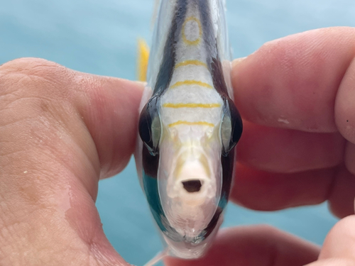 チョウチョウウオの釣果