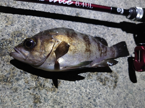 メバルの釣果