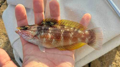 ホシササノハベラの釣果