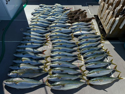 ワラサの釣果