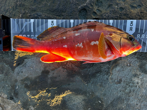 アカハタの釣果