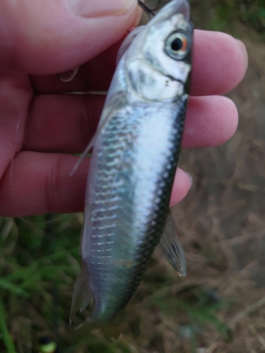 オイカワの釣果