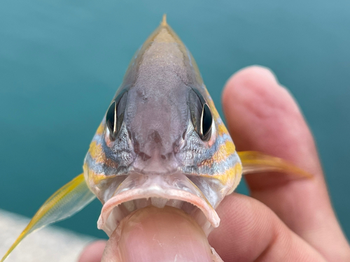 ロクセンフエダイの釣果