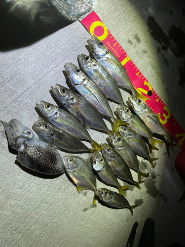 アジの釣果