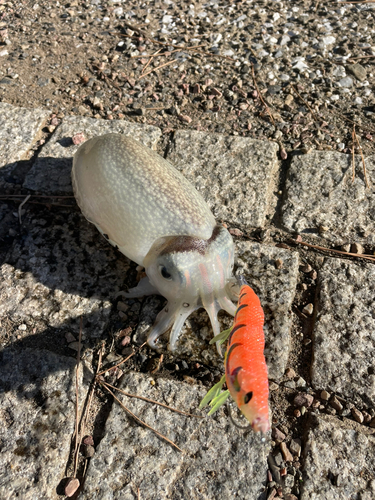 コウイカの釣果