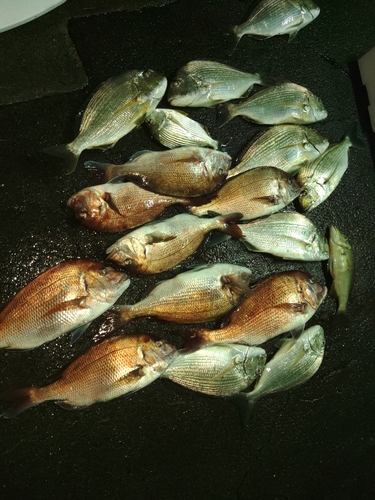 マダイの釣果