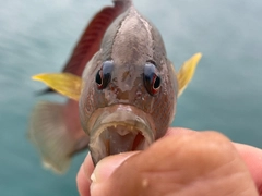 メギスの釣果