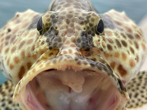 カンモンハタの釣果