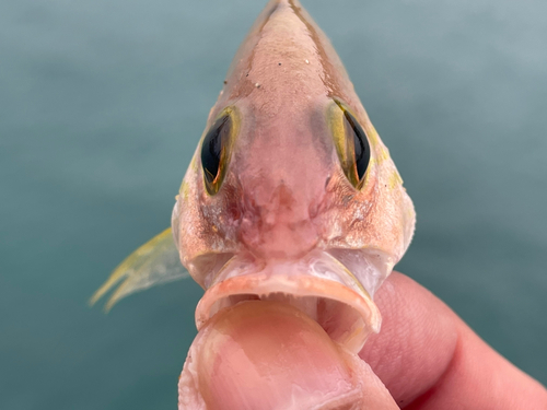 キュウセンフエダイの釣果