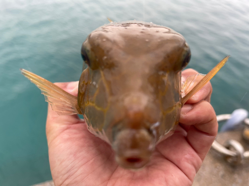 ハコフグの釣果