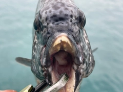 イシガキダイの釣果