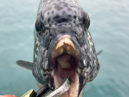 イシガキダイの釣果