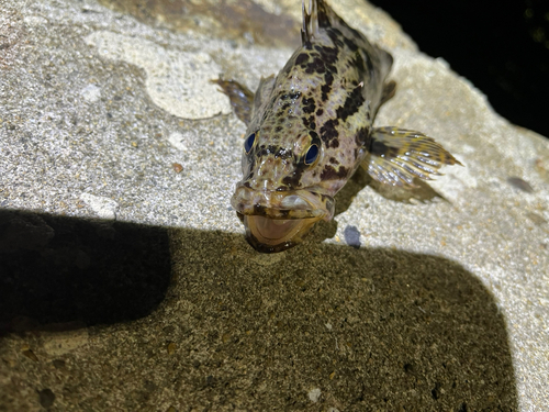 タケノコメバルの釣果