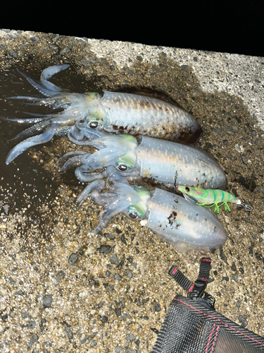 アオリイカの釣果