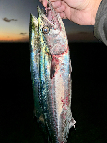 サゴシの釣果