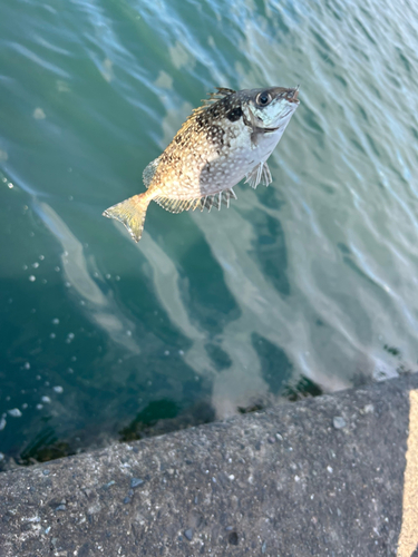 アイゴの釣果