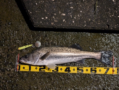 シーバスの釣果