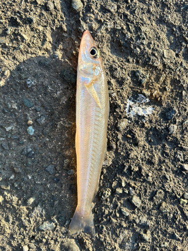 シロギスの釣果