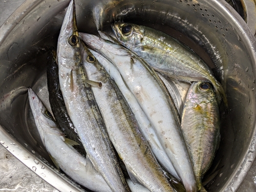 カマスの釣果