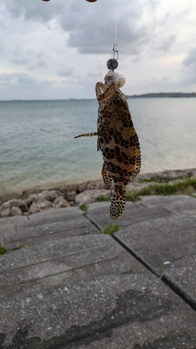 沖縄本島近海