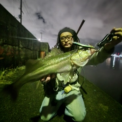 メジロの釣果