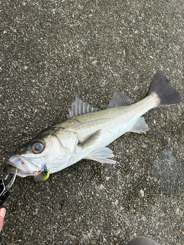 フッコ（マルスズキ）の釣果