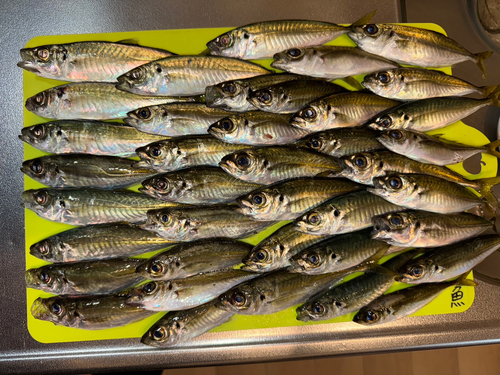 アジの釣果